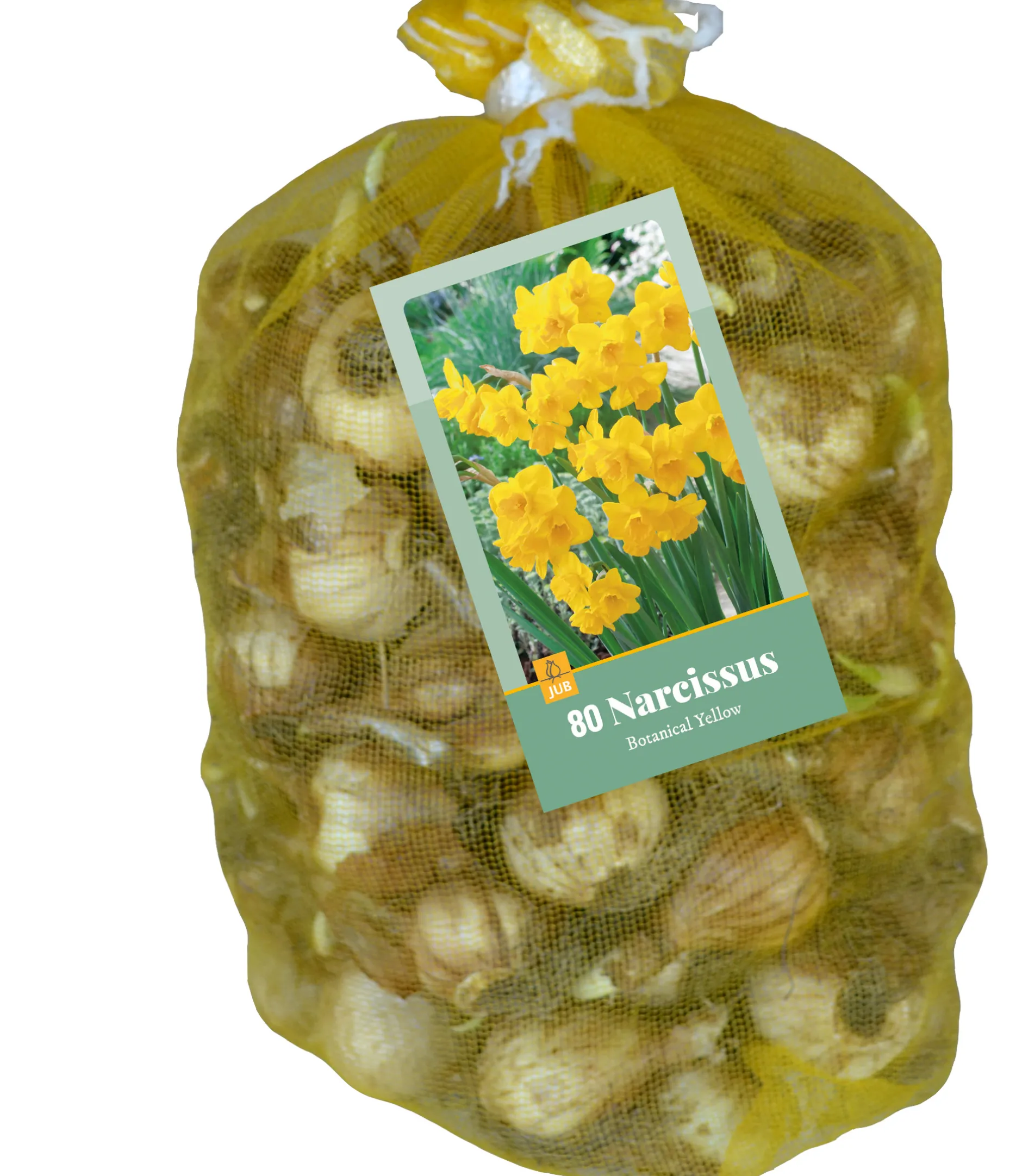 80 narcissus botanisch geel|ohgreen