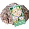 30 narcissus botanisch wit|ohgreen Clearance