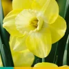 5 narcissus cairngorm|ohgreen Clearance