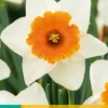 5 narcissus chromacolor|ohgreen Best