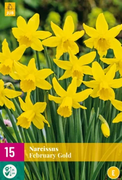 15 narcissus february gold|ohgreen Best