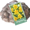 40 narcissus geel|ohgreen Sale