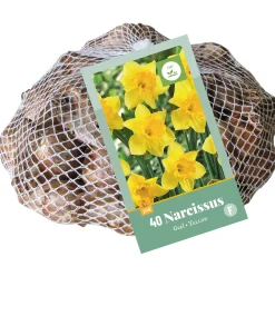 40 narcissus geel|ohgreen Sale