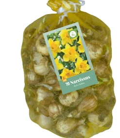70 narcissus geel|ohgreen Hot