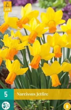 5 narcissus jetfire|ohgreen Best