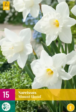 15 narcissus mount hood|ohgreen