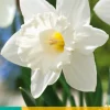 5 narcissus mount hood|ohgreen Sale