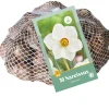 30 narcissus recurvus|ohgreen Clearance