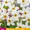 10 narcissus recurvus|ohgreen Outlet