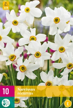 10 narcissus recurvus|ohgreen Outlet