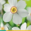 5 narcissus recurvus|ohgreen Discount