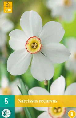 5 narcissus recurvus|ohgreen Discount