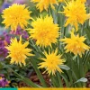 5 narcissus rip van winkle|ohgreen Outlet
