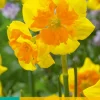5 narcissus slice of life|ohgreen Outlet