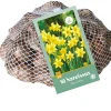 50 narcissus tête-à-tête|ohgreen Outlet
