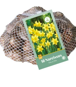 50 narcissus tête-à-tête|ohgreen Outlet