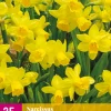 25 narcissus tête-à-tête|ohgreen Outlet