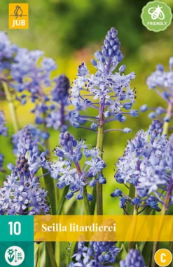 10 scilla litardierei|ohgreen Hot