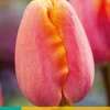 7 tulipa apricot favourite|ohgreen Online