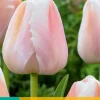 7 tulipa apricot pride|ohgreen Best