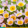 10 tulipa bakeri lilac wonder|ohgreen Discount