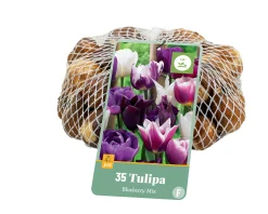 35 tulipa blueberry mix|ohgreen Discount