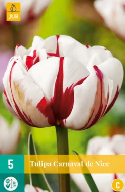 5 tulipa carnaval de nice|ohgreen New