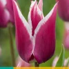 7 tulipa claudia|ohgreen Discount