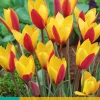 10 tulipa clusiana cynthia|ohgreen