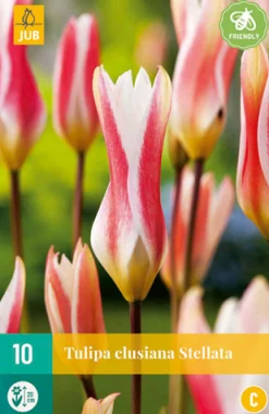 10 tulipa clusiana stellata|ohgreen Sale
