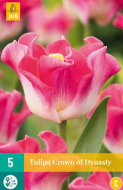 5 tulipa crown of dynasty|ohgreen Outlet