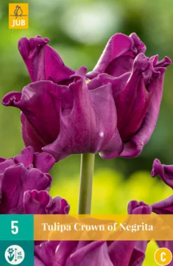 5 tulipa crown of negrita|ohgreen Outlet