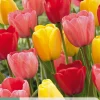 7 tulipa darwin hybride mix|ohgreen Discount