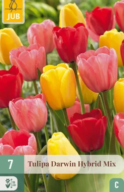 7 tulipa darwin hybride mix|ohgreen Discount