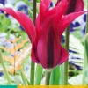 7 tulipa doll's minuet|ohgreen Sale