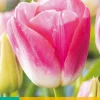 7 tulipa dynasty|ohgreen Sale