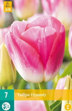 7 tulipa dynasty|ohgreen Sale