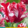 7 tulipa estella rijnveld|ohgreen Clearance
