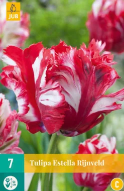 7 tulipa estella rijnveld|ohgreen Clearance