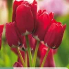 7 tulipa fiery club|ohgreen Online