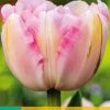 7 tulipa finola|ohgreen Clearance