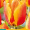 7 tulipa flair|ohgreen Online