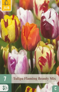 7 tulipa flaming beauty mix|ohgreen Sale