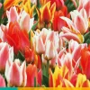 7 tulipa fun colours|ohgreen