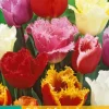 7 tulipa gefranjerd mix|ohgreen New