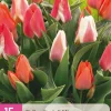 15 tulipa greigii mix|ohgreen