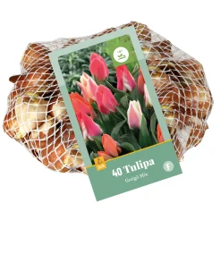 40 tulipa greigii mix|ohgreen Outlet