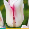 7 tulipa hugs & kisses|ohgreen Outlet