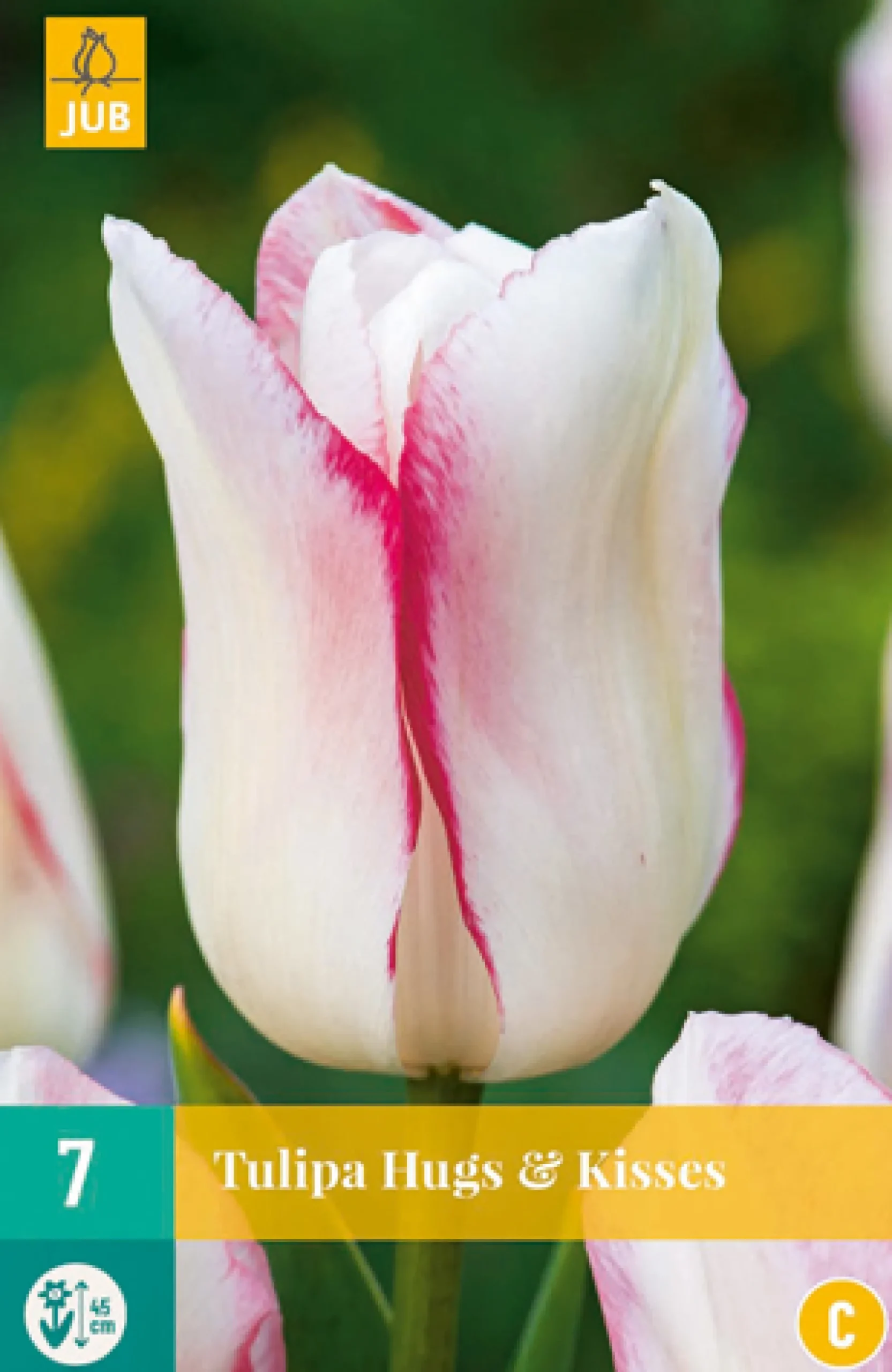 7 tulipa hugs & kisses|ohgreen Outlet