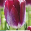 7 tulipa kansas proud|ohgreen Online